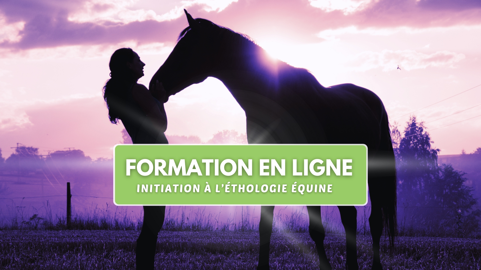 Formation en ligne – Initiation à l'Éthologie Équine