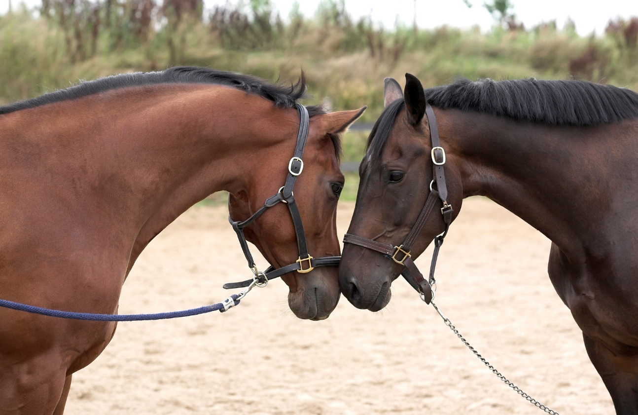 Langage corporel et communication du cheval