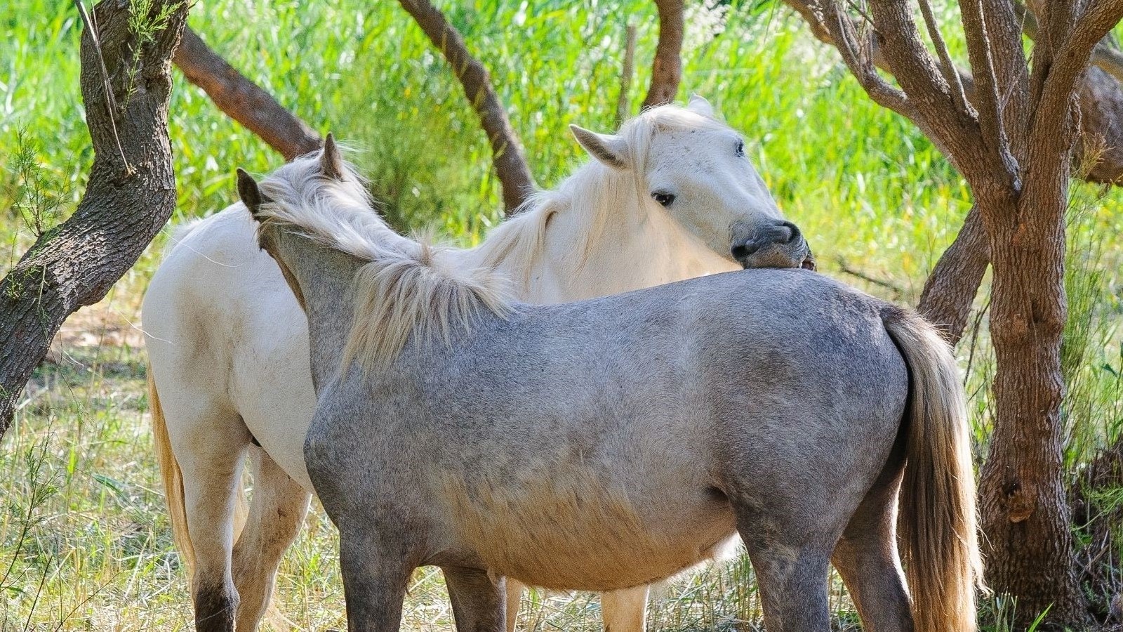 Monde Sensoriel du Cheval